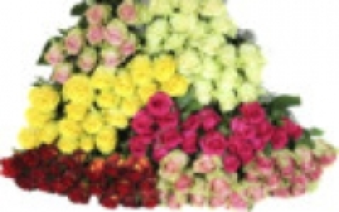 Premium Rosen 4.99 €