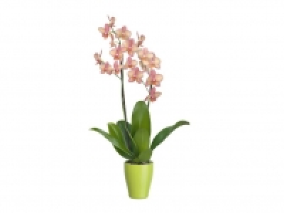 Schmetterlingsorchidee (Phalaenopsis) 7.99&nbsp;&euro;