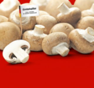 Braune Champignons 0.99 €