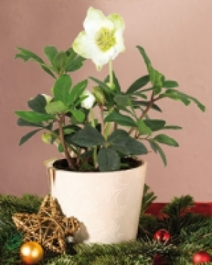 Christrose Helleborus 3.49&nbsp;&euro;