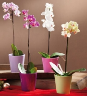 Phalaenopsis 5.99&nbsp;&euro;