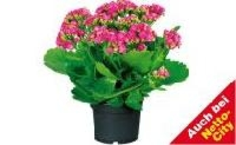 Flammendes Käthchen 1.99 €