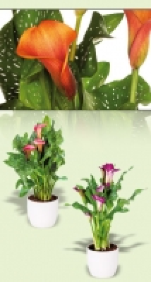 Calla Zantedeschia 4.99 €