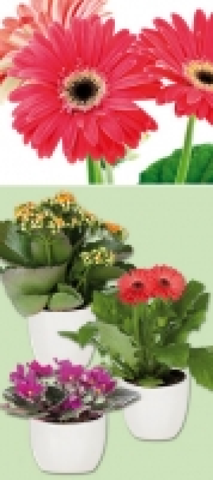 Bl&uuml;hpflanzen-Mix 1.99&nbsp;&euro;