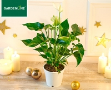 GARDENLINE®Weihnachtlicher Blühmix 2.79 €