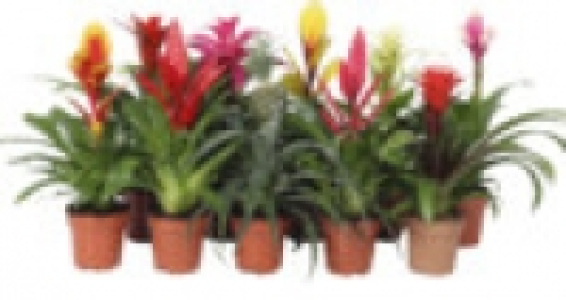 Bromelie 6.99 €