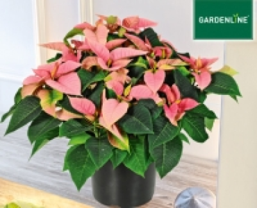 GARDENLINE®Weihnachtssternbusch 5.99 €