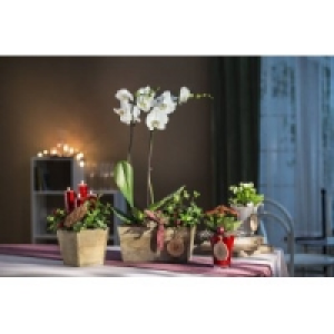 Advents-Arrangements 7.49 €
