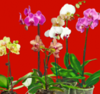 Orchideen (Phalaenopsis)-Mix 4.99&nbsp;&euro;