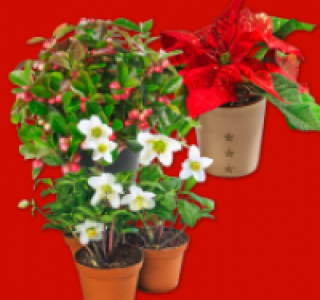 Pflanzen-Mix 1.49&nbsp;&euro;