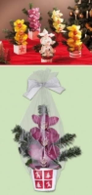 Orchideengesteck 3.99 €