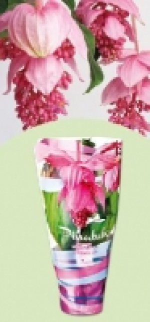 Medinilla magnifica 8.99 €
