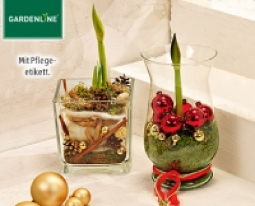 GARDENLINE®Weihnachtliche Amaryllis 12.99 €