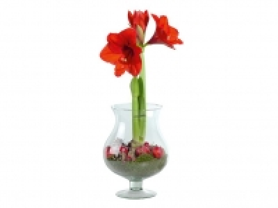 Amaryllis im Glas 9.99 €