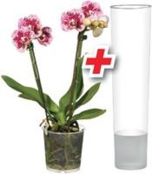 Schmetterlings- orchideen-Set 12.99 €