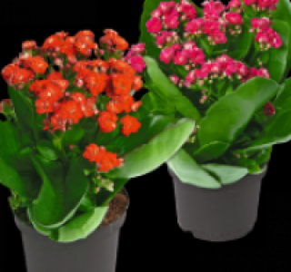 Flammendes Käthchen 0.99 €