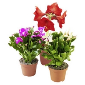 Bl&uuml;hpflanzen-Mix 4.99&nbsp;&euro;