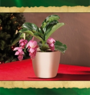 Medinilla magnifica 8.99 €