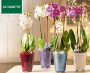 GARDENLINE&reg;Orchidee im &shy;Glastopf 9.99&nbsp;&euro;