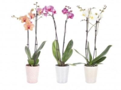 Schmetterlingsorchidee (Phalaenopsis) 7.99&nbsp;&euro;