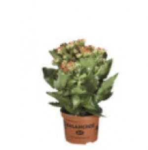 Kalanchoe 1.99 €