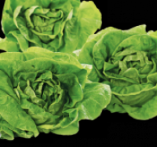 Kopfsalat 0.69&nbsp;&euro;