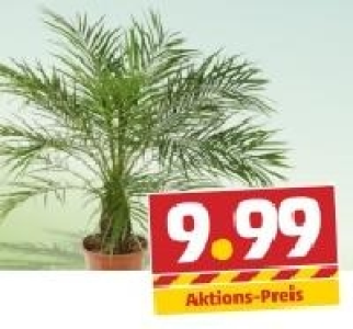 Zwerg-Dattelpalme