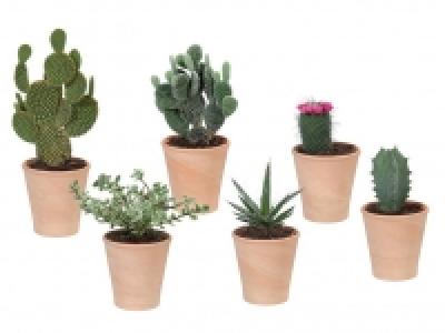 Kaktus/Sukkulente 2.22&nbsp;&euro;