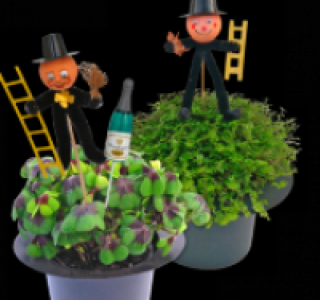 Gl&uuml;cksklee (Oxalis) oder Bubikopf (Helexine)