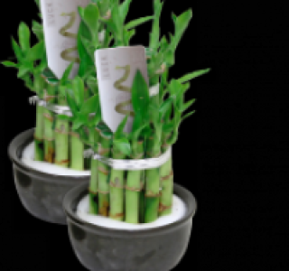 Lucky Bamboo Silvester