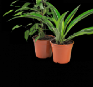 Gr&uuml;npflanzen 3.49&nbsp;&euro;