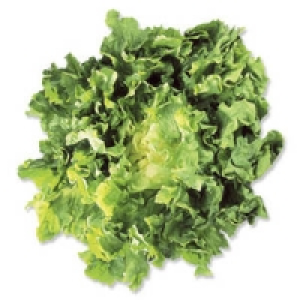 Italien/Spanien/Frankreich Endivien Salat