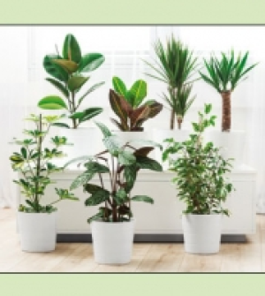 Gr&uuml;npflanze 3.59&nbsp;&euro;