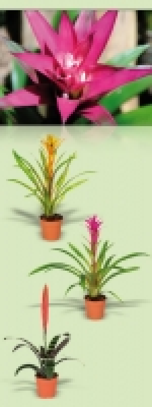 Bromelien 3.99&nbsp;&euro;