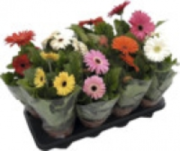 Gerbera 2.49&nbsp;&euro;