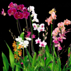 Verschiedene Orchideen