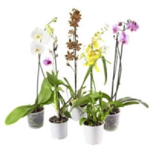 Orchideen-Mix 4.99 €