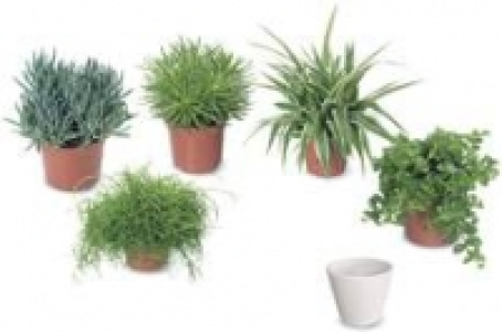 Edenkollektion