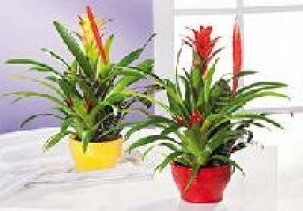 Bromelie 8.99 €
