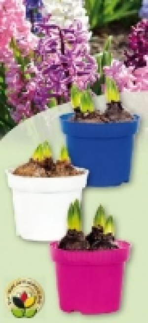 Hyazinthen 1.49&nbsp;&euro;