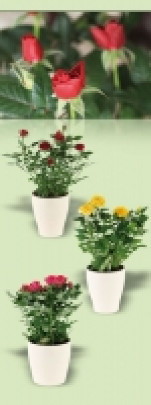 Topfrose 1.99 €