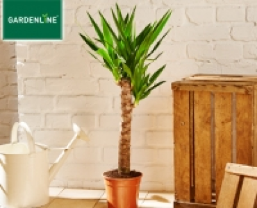 GARDENLINE®Grünpflanze 3.59 €