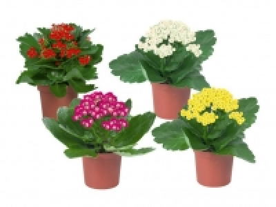 Kalanchoe 0.99 €