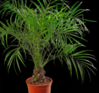 Zwerg-Dattelpalme (Phoenix reobelinii)