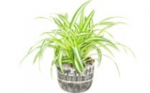 Gr&uuml;npflanze 3.99&nbsp;&euro;