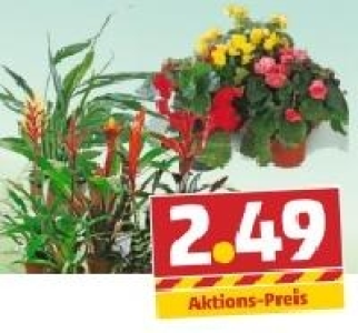 Begonie, Spathiphyllum o. Guzmanie