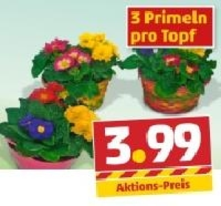 Fr&uuml;hlingsschalen oder -k&ouml;rbe