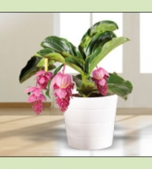 Medinilla magnifica 8.99 €