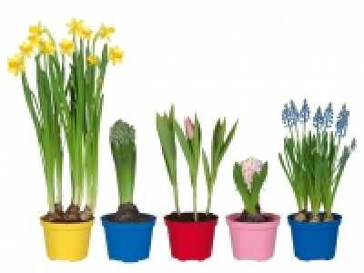 Blumenzwiebeln 1.49 €