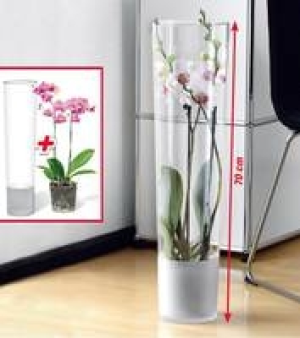 Schmetterlings- orchideen-Set